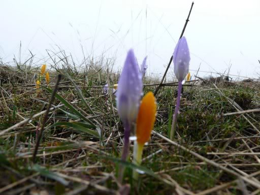 P1000915_JPG.jpg