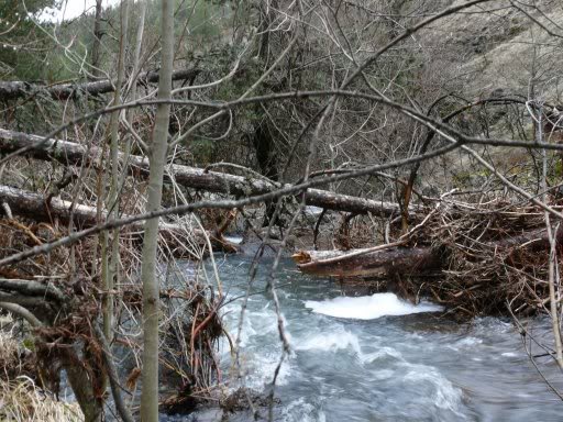P1000996_JPG.jpg