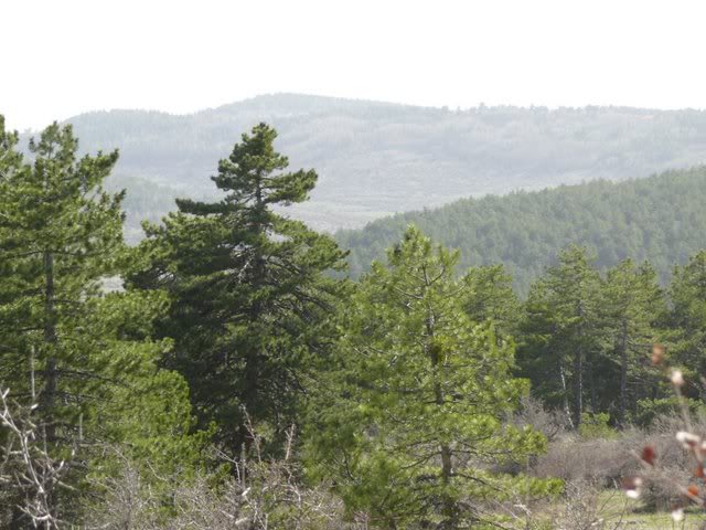 P1010492.jpg