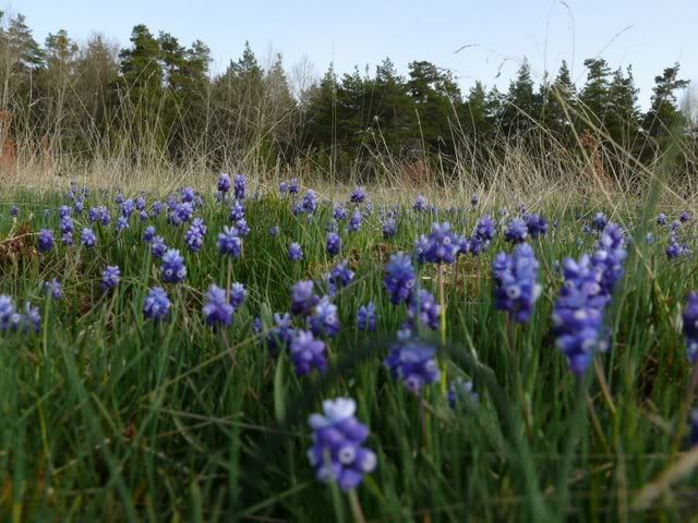 P1010501.jpg