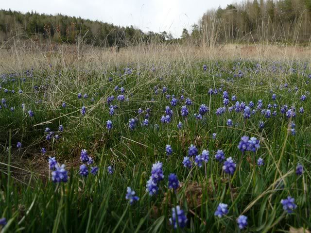 P1010502.jpg