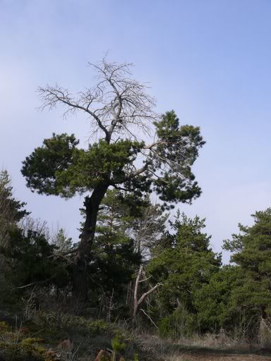 P1010514.jpg