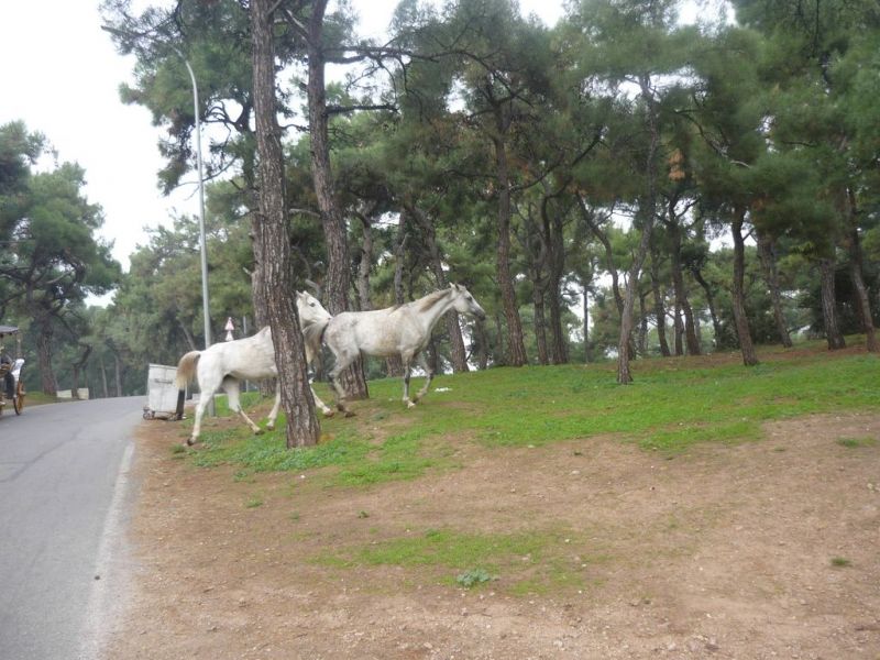 P1010841 [Desktop Resolution].jpg