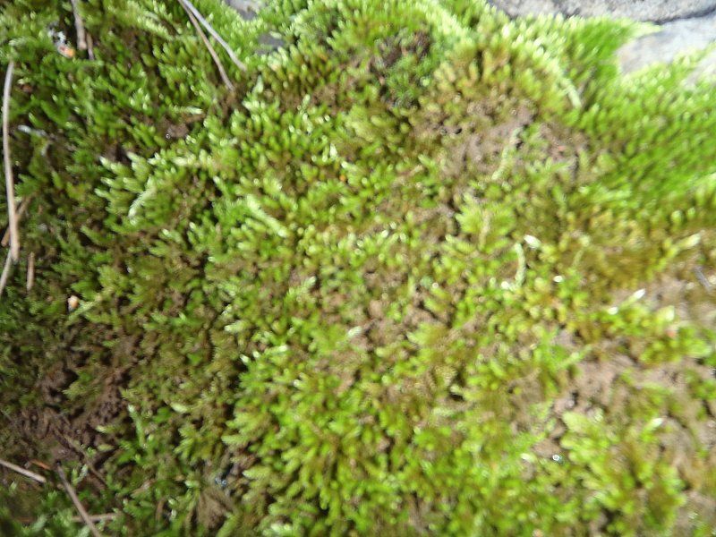 P2060300.jpg