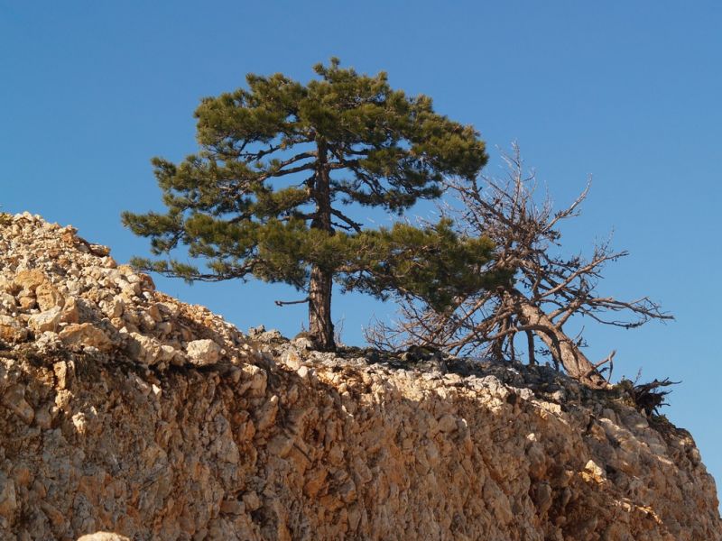 P2064233.jpg