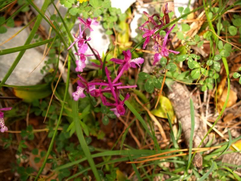 P4136276.jpg
