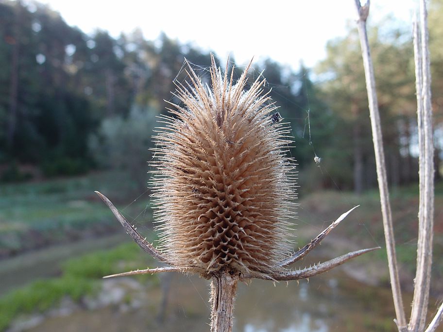 P4295240.jpg