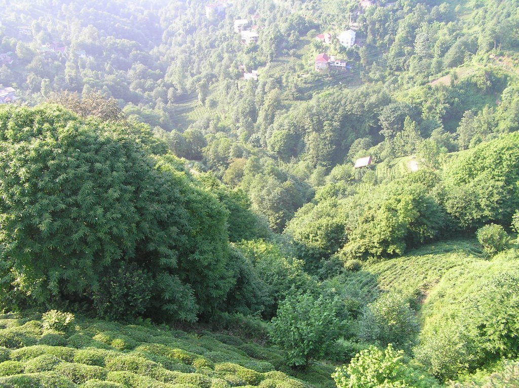 P7220534.JPG