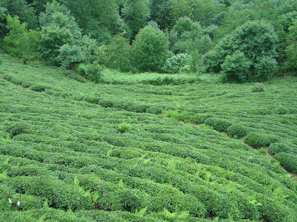 P7220543.JPG