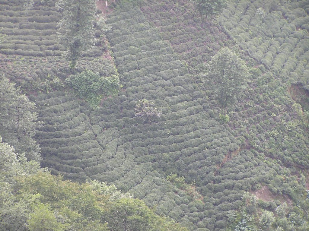 P7220544.JPG