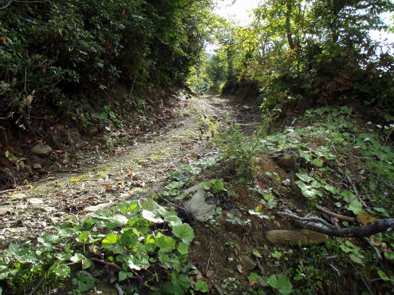 PA110729.jpg