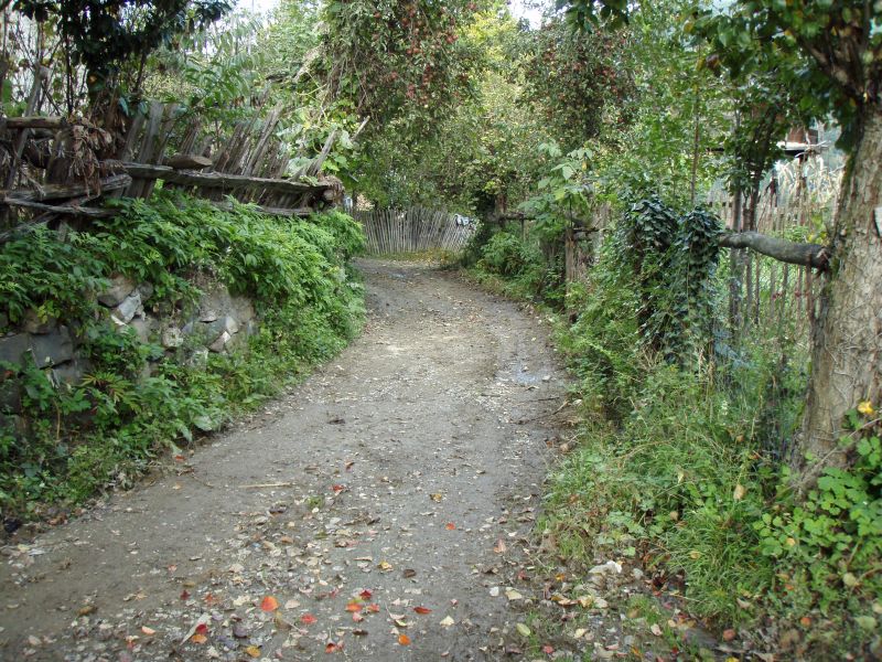 PA110809.jpg