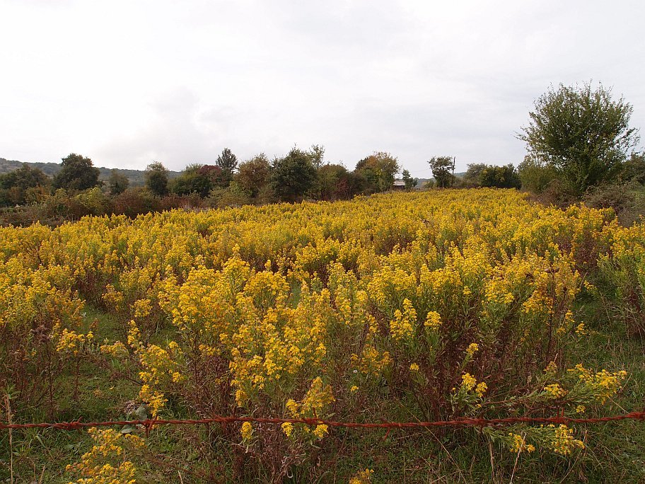 PA158729.jpg