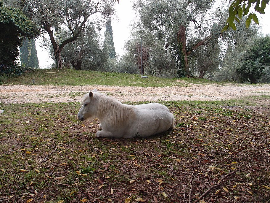 PA210300.jpg