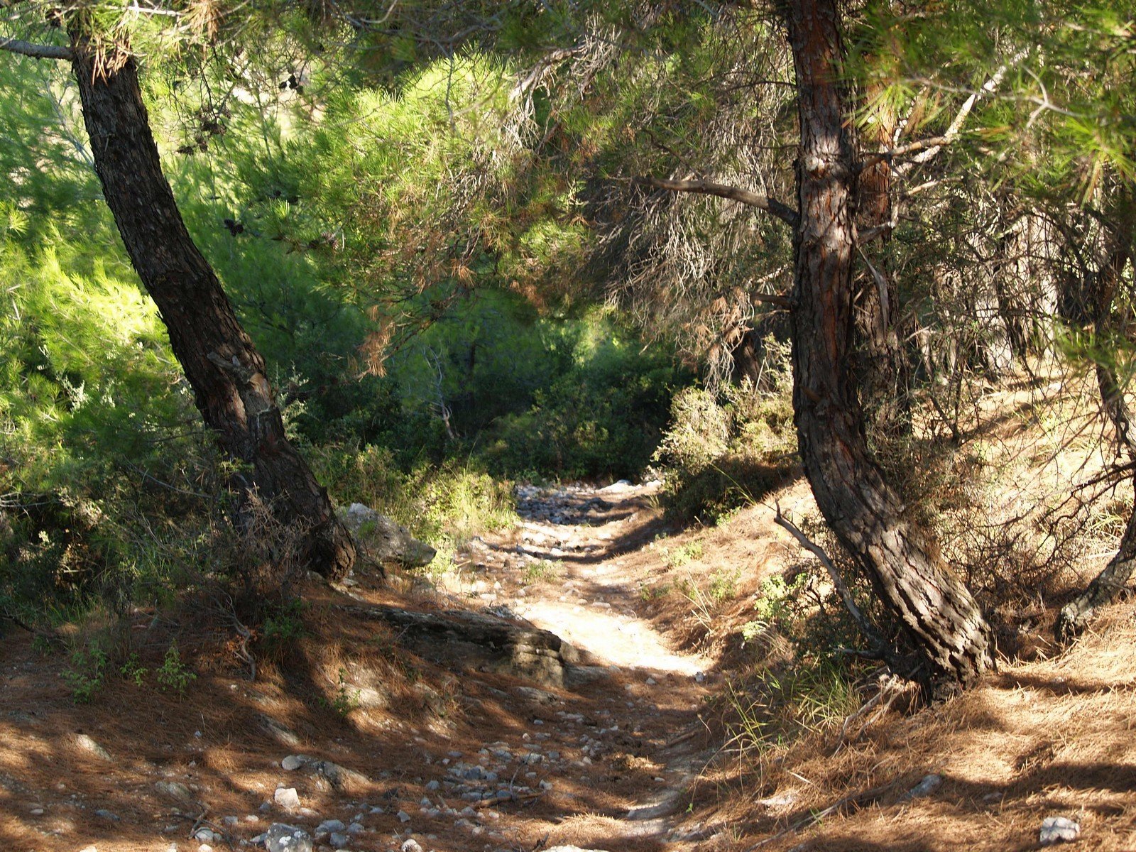PA230071.jpg