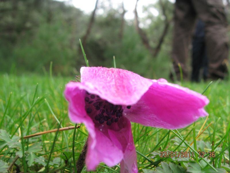 PÃƒÂƒÃ‚Â„ÃƒÂ‚Ã‚Â±narbaÃƒÂƒÃ‚Â…ÃƒÂ‚Ã‚ÂŸÃƒÂƒÃ‚Â„ÃƒÂ‚Ã‚Â± - GÃƒÂƒÃ‚ÂƒÃƒÂ‚Ã‚Â¶kdere (23.01.11) 017.jpg