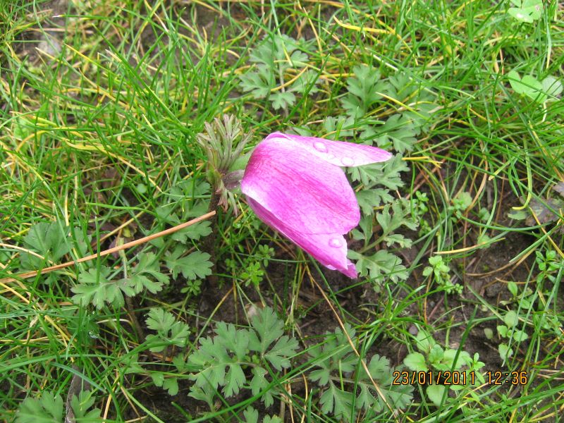 PÃƒÂƒÃ‚Â„ÃƒÂ‚Ã‚Â±narbaÃƒÂƒÃ‚Â…ÃƒÂ‚Ã‚ÂŸÃƒÂƒÃ‚Â„ÃƒÂ‚Ã‚Â± - GÃƒÂƒÃ‚ÂƒÃƒÂ‚Ã‚Â¶kdere (23.01.11) 018.jpg