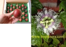 passion_fruit__i_ek_2.jpg