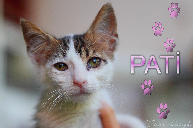 pati-23-08-2011-16.jpg