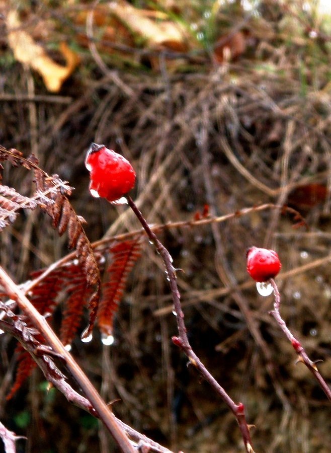 PC180028.jpg