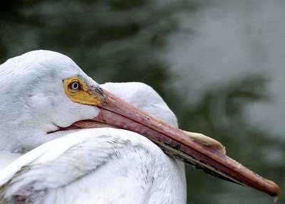 pelikan_pelican6.jpg