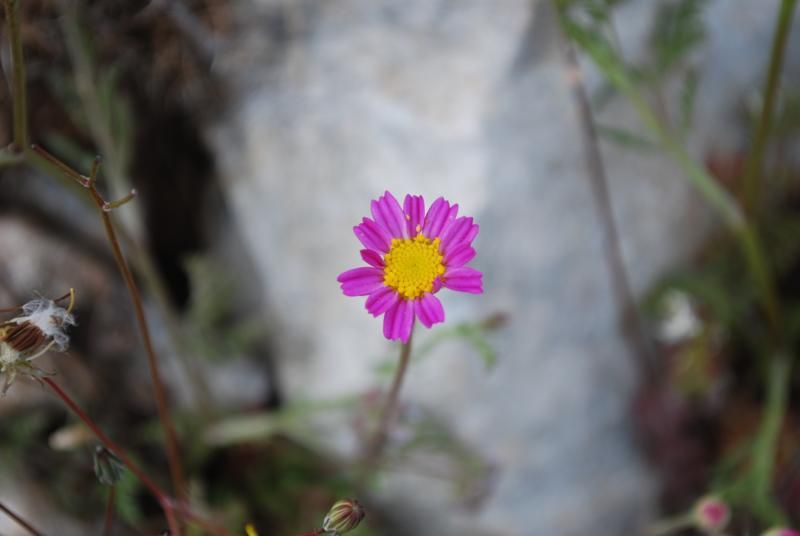 pembe_800x536.jpg