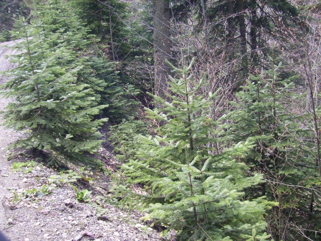 PICT0388.jpg
