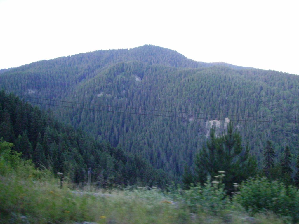 PICT0595.jpg