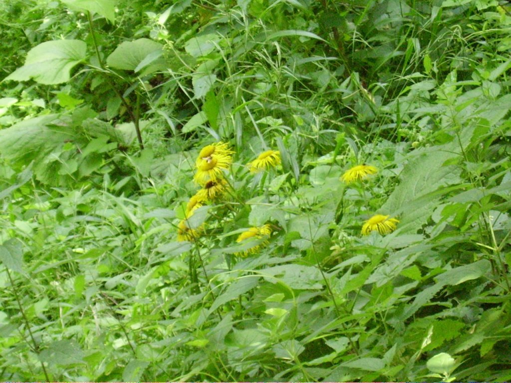 PICT0849.jpg
