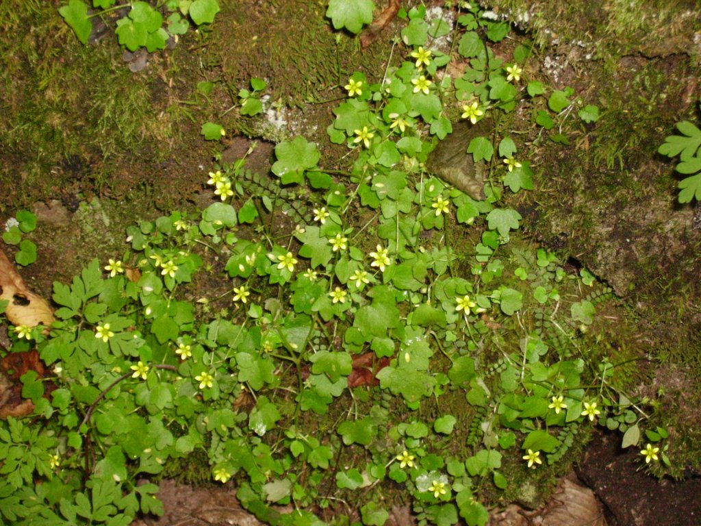 PICT0850.jpg