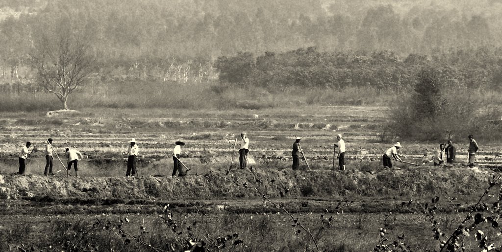 pirinc_tarlasÃƒÂƒÃ‚Â„ÃƒÂ‚Ã‚Â±-2.jpg