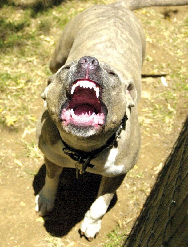 Pitbull-2-CR.jpg