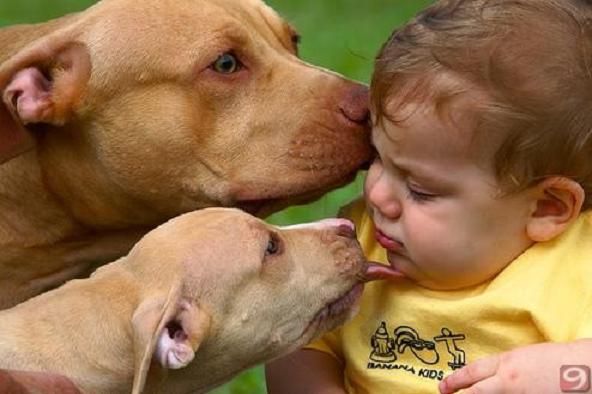pitbull-sevgisi.jpg