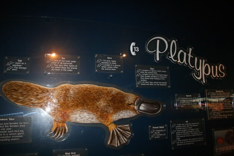 Platypus2