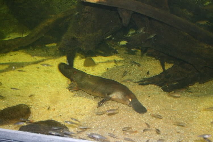 Platypus3.jpg
