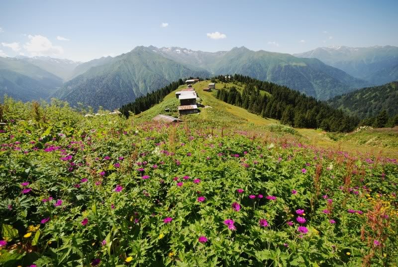pokut.jpg