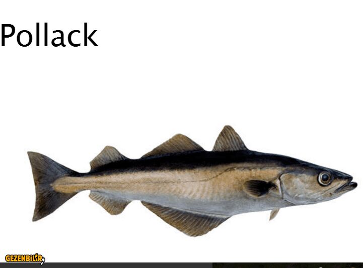 Pollak.PNG