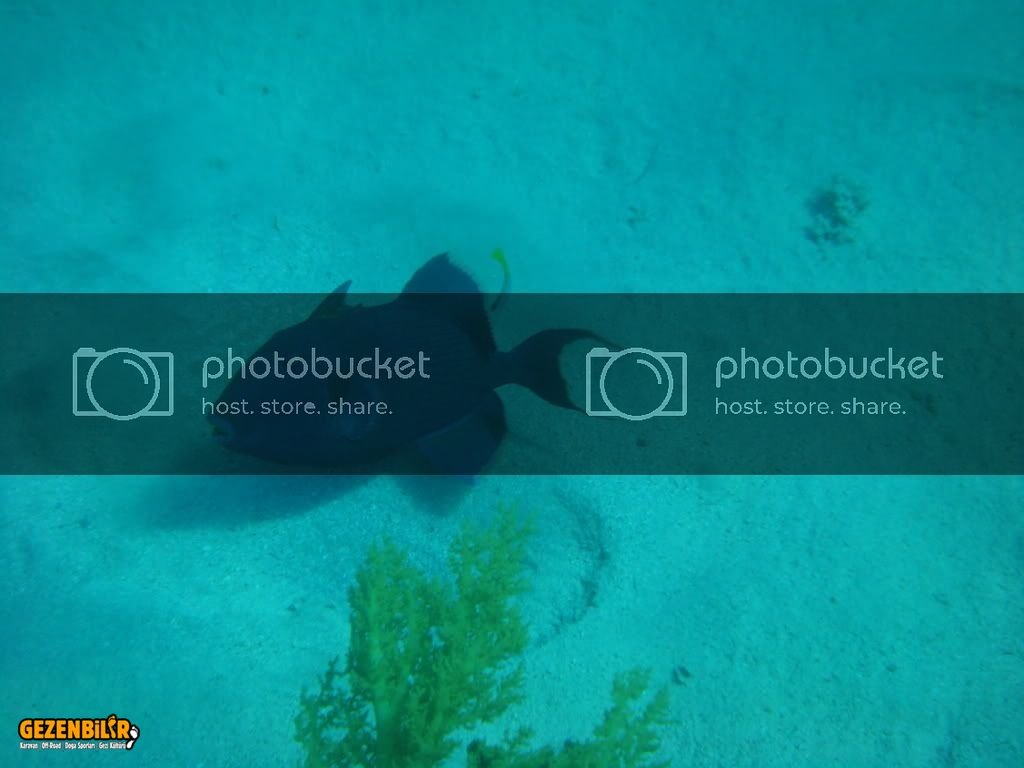 redsea4.jpg