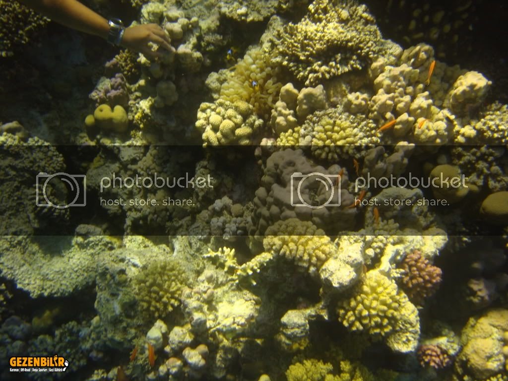 redsea5.jpg