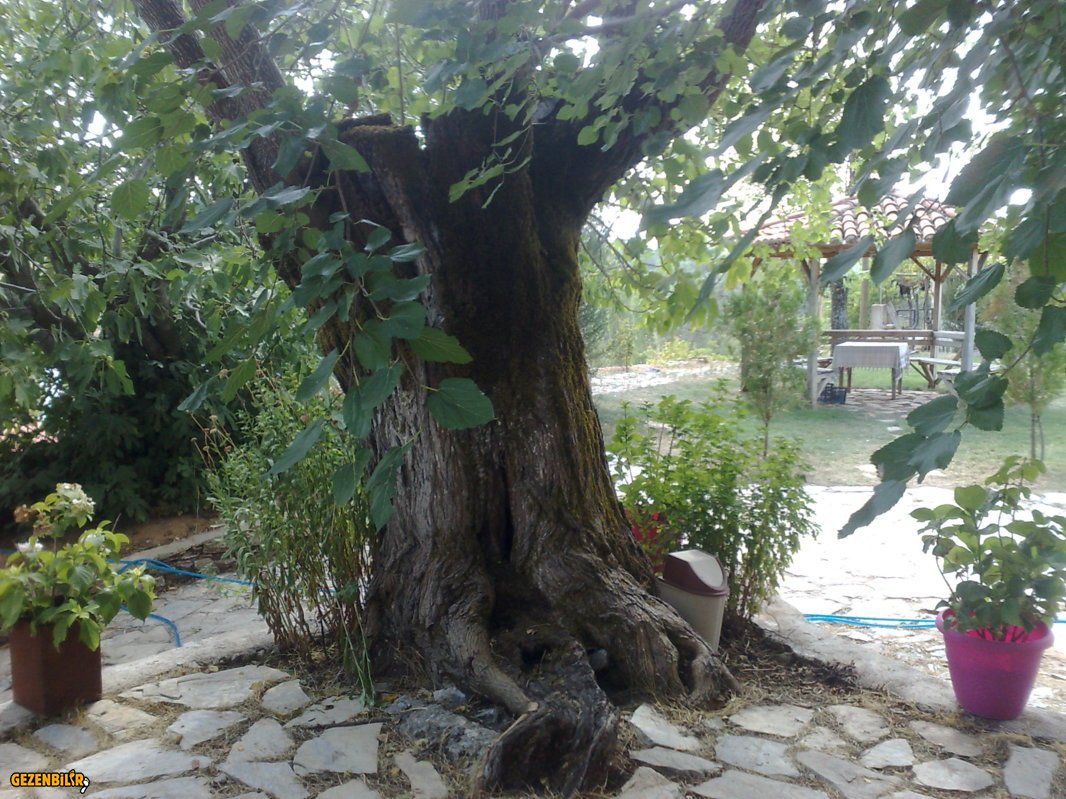 Resim 070.jpg