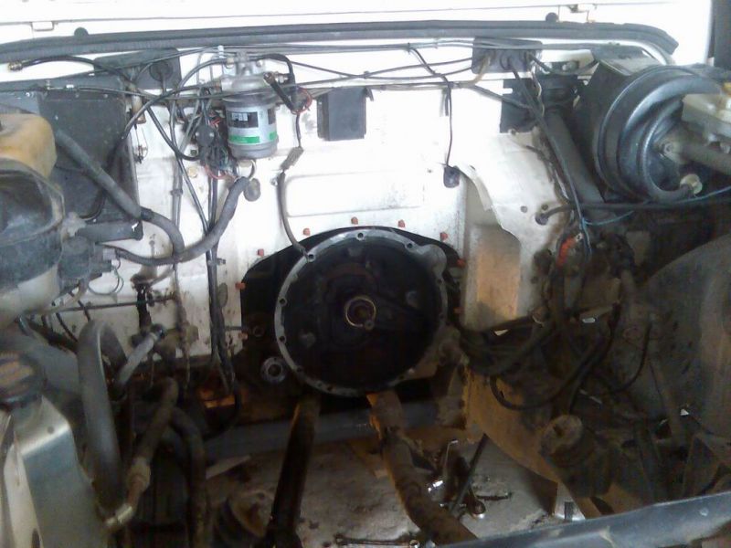 Resize of puma (1).jpg