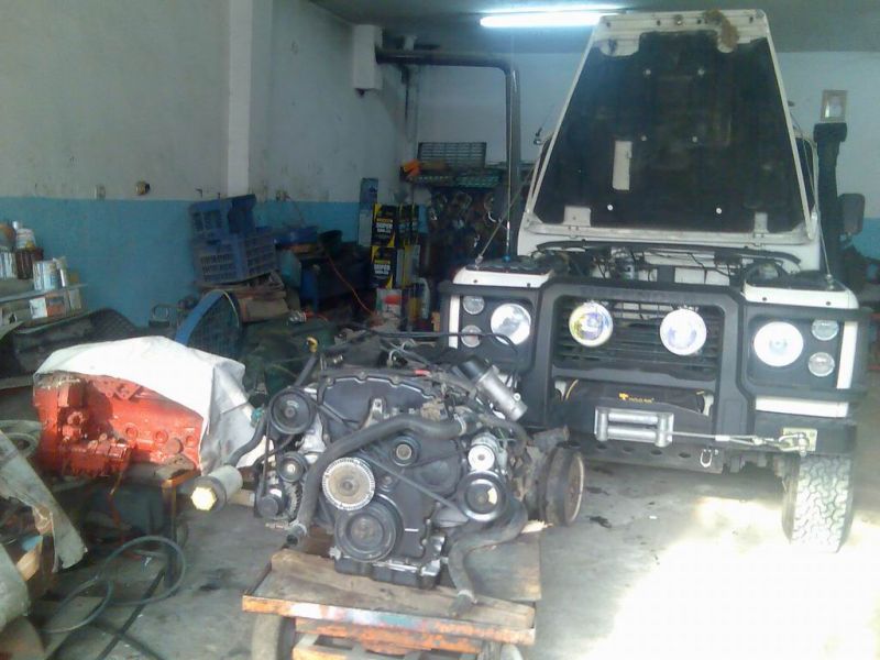 Resize of puma (7).jpg