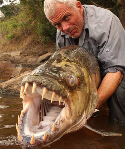 River monster  giant piranha 013 p1 d