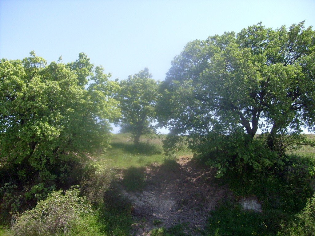 S6304936.jpg