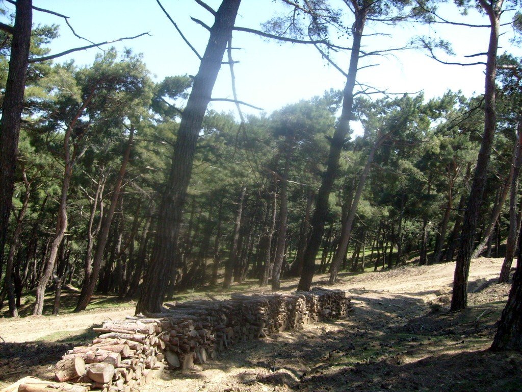 S6304958.jpg