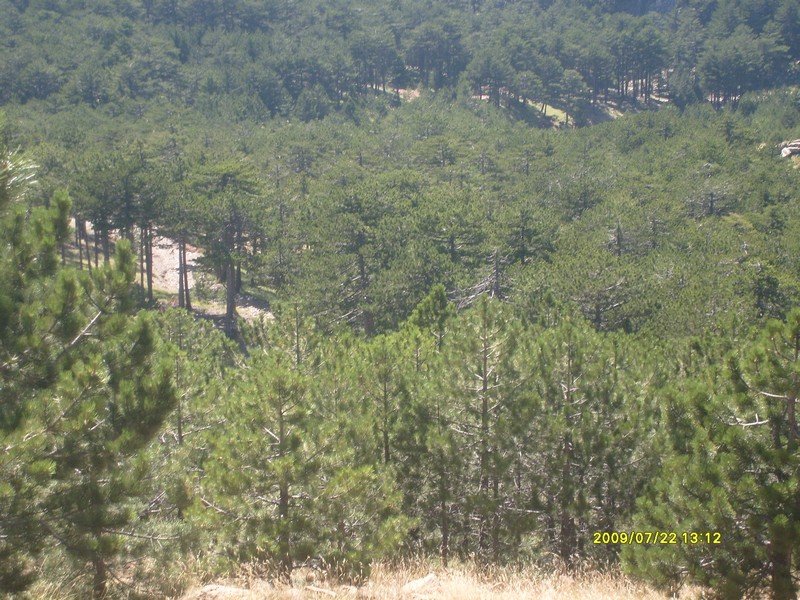 S7300388.jpg