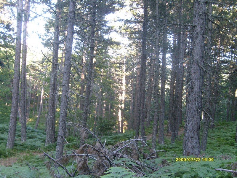 S7300417.jpg