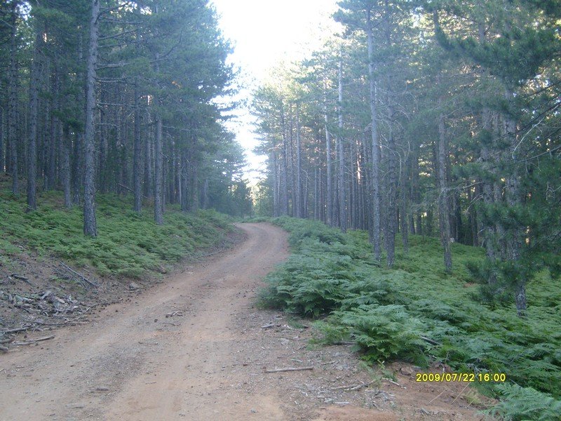 S7300418.jpg