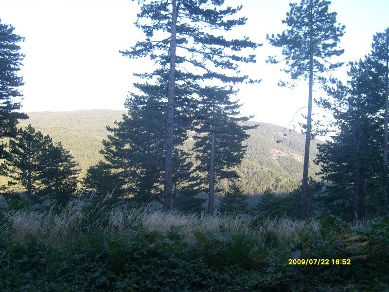 S7300437.jpg