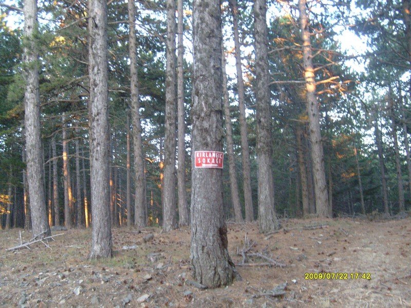 S7300453.jpg